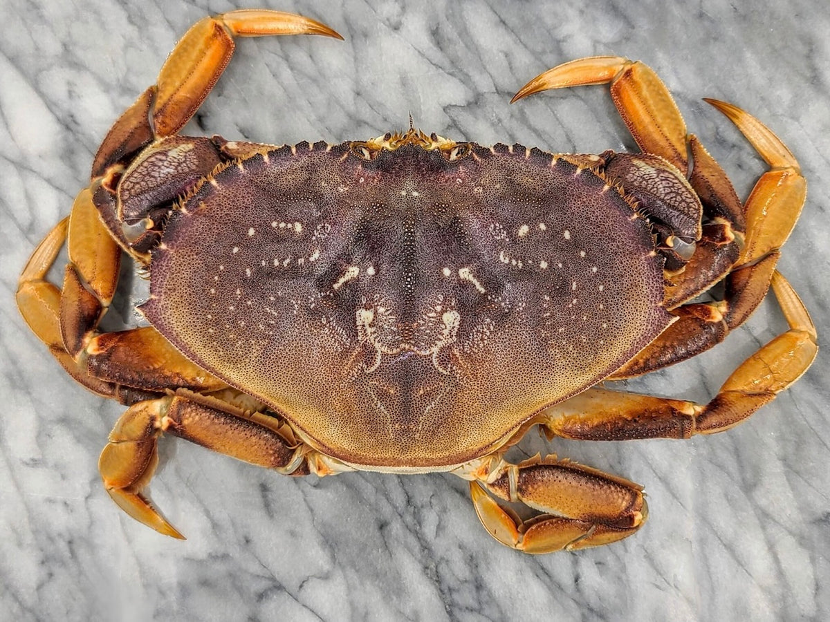 Live Local BC Dungeness Crab Price per Crab Fishermen Select