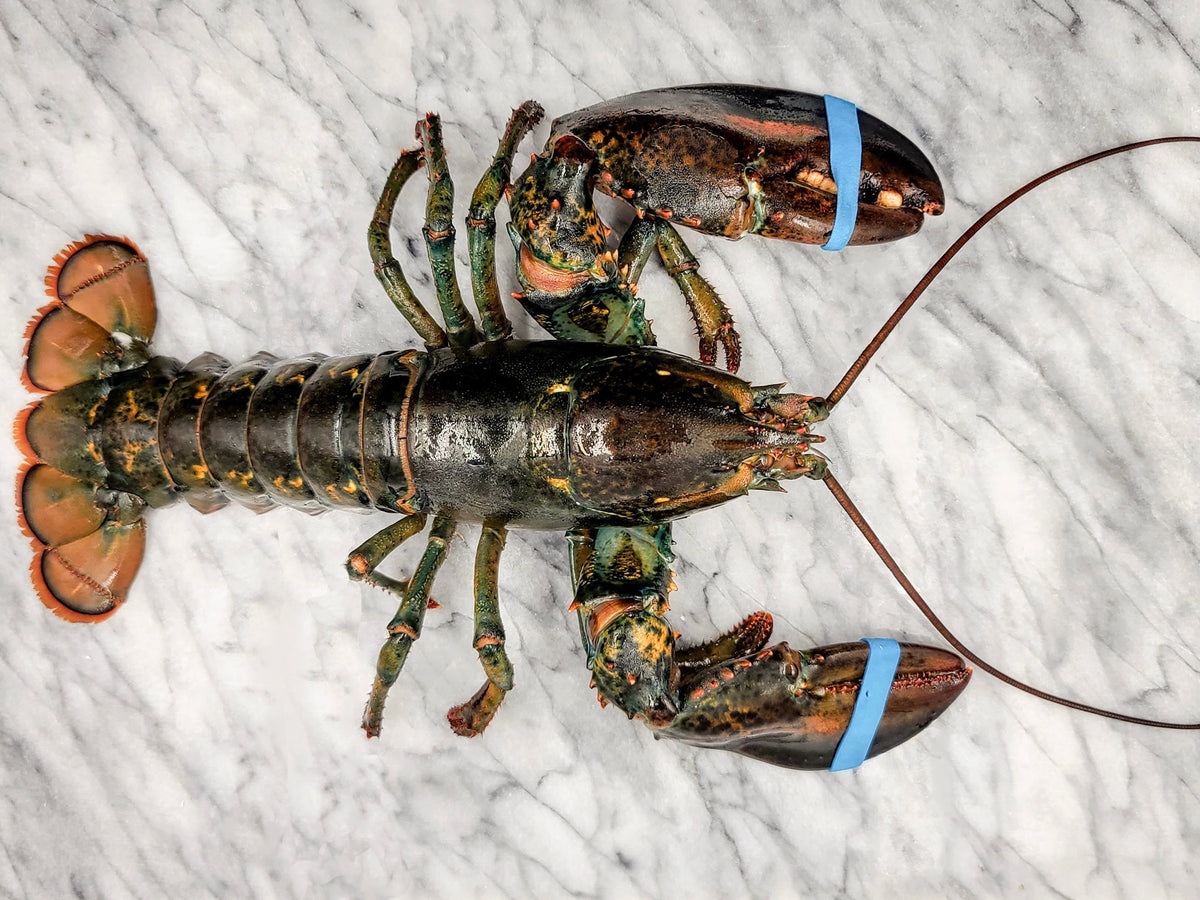 Live Atlantic Canadian Lobster Price Per Lobster Fishermen Select live-atlantic-canadian-lobster-price-per-lobster-fishermen-select
